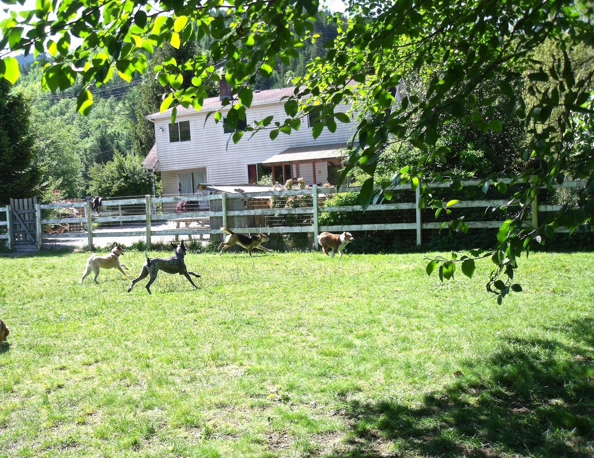 Country Ranch Dog Boarding and Training 1032 Finch Dr, Squamish British Columbia V8B 0A4