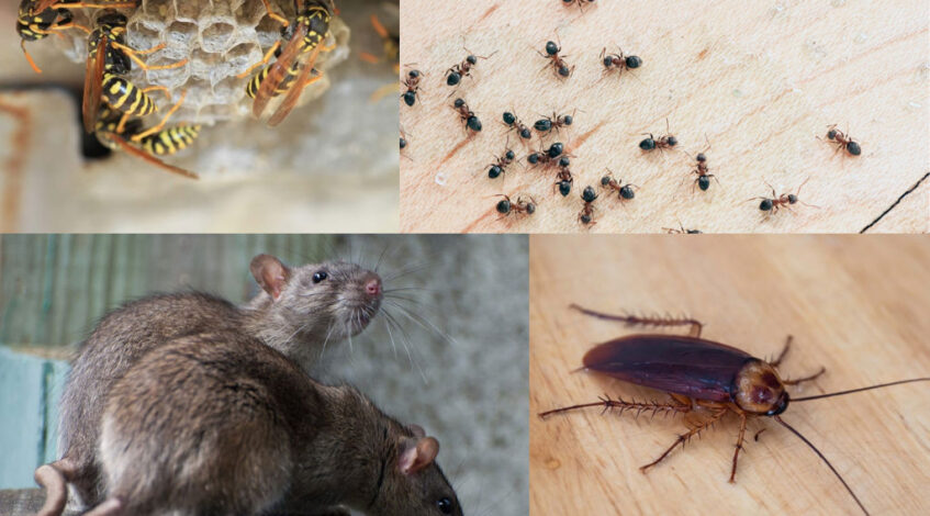Pest Control Surrey BC | Pestzap LTD Pest Exterminators Ants ,Bed Bugs,Rat ,Cockroach,Mice