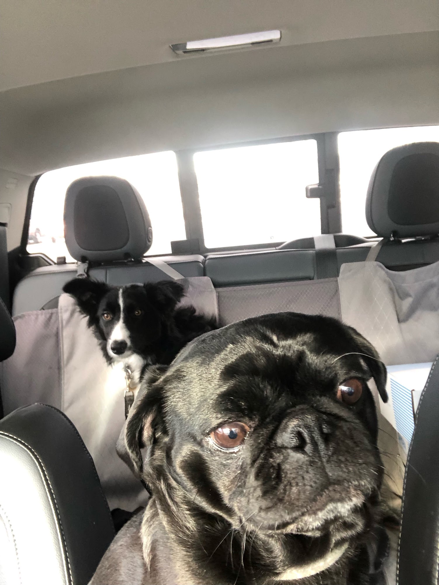 Common Sense Dog Food Vernon Vernon