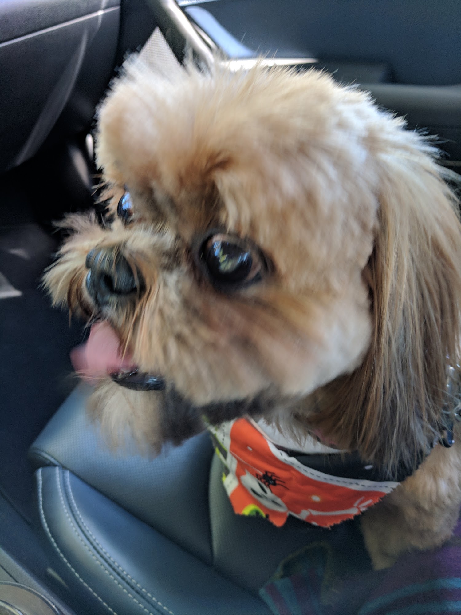 Groomingdale's - Pet Grooming Acton