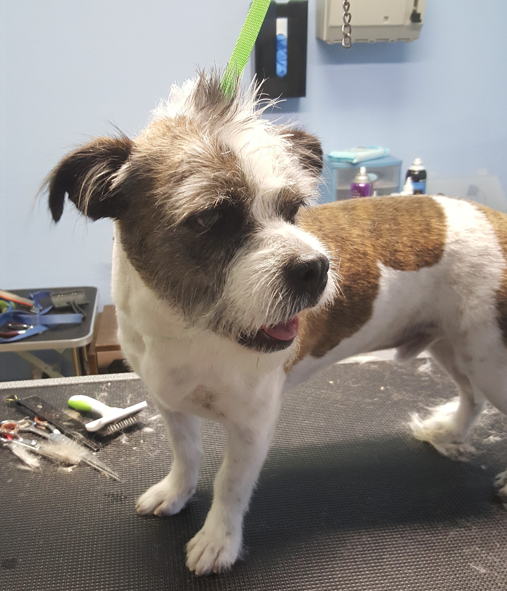 Acton Pet Grooming 33309 Santiago Rd, Acton California 93510