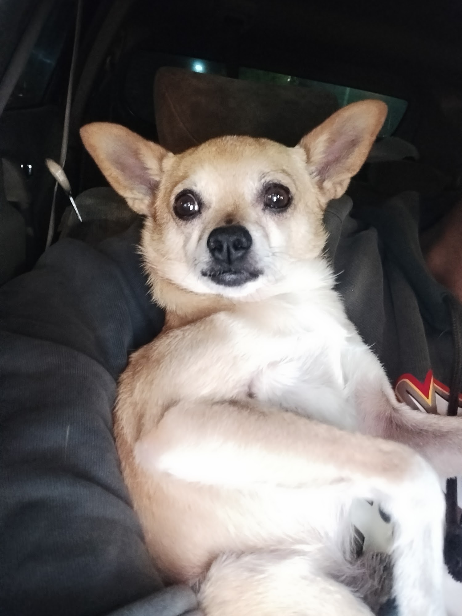 Agoura Animal Care Center Agoura Hills