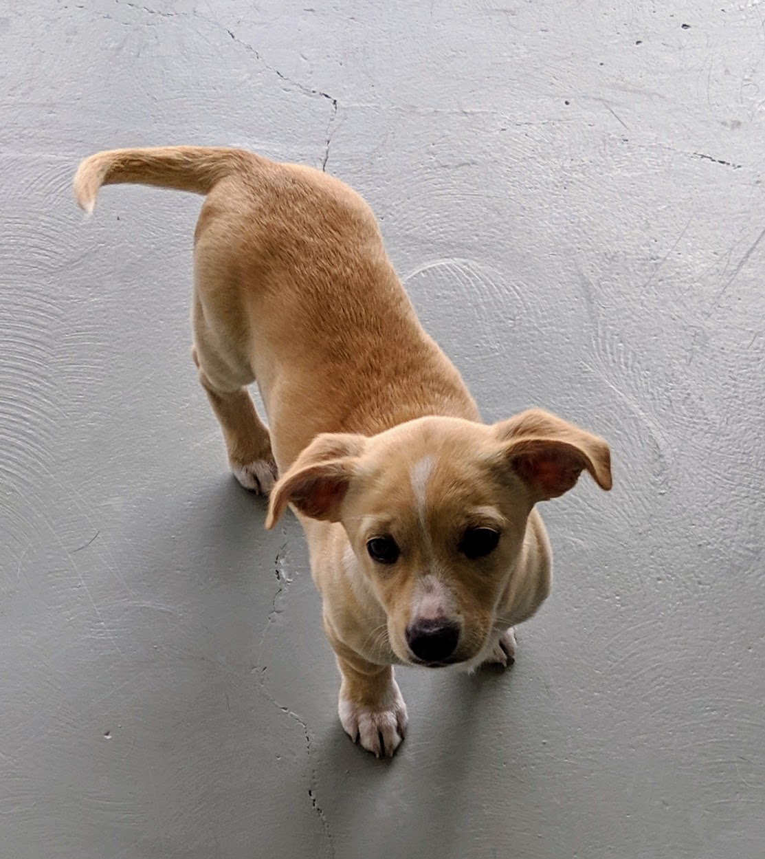 Paw Hills Luxury Pet Hotel & Spa Agoura Hills