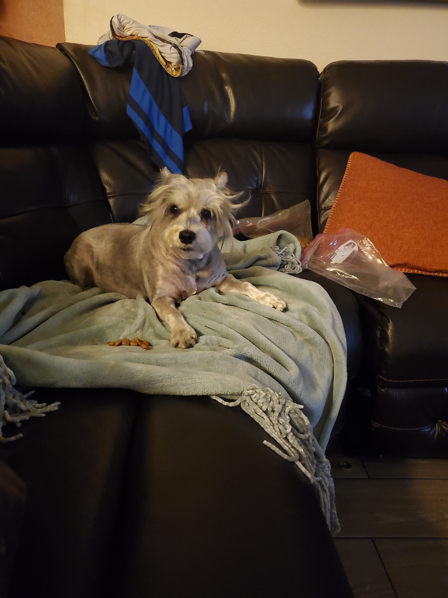 City Dog Pet Grooming Anaheim