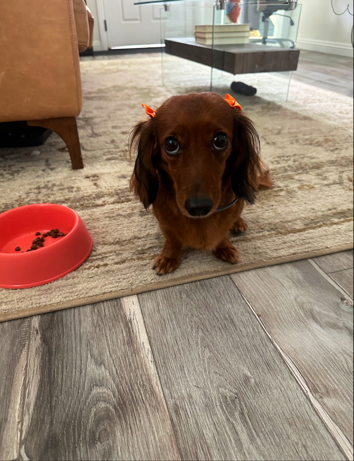 Pet Star Grooming (Bow & Meow) Anaheim