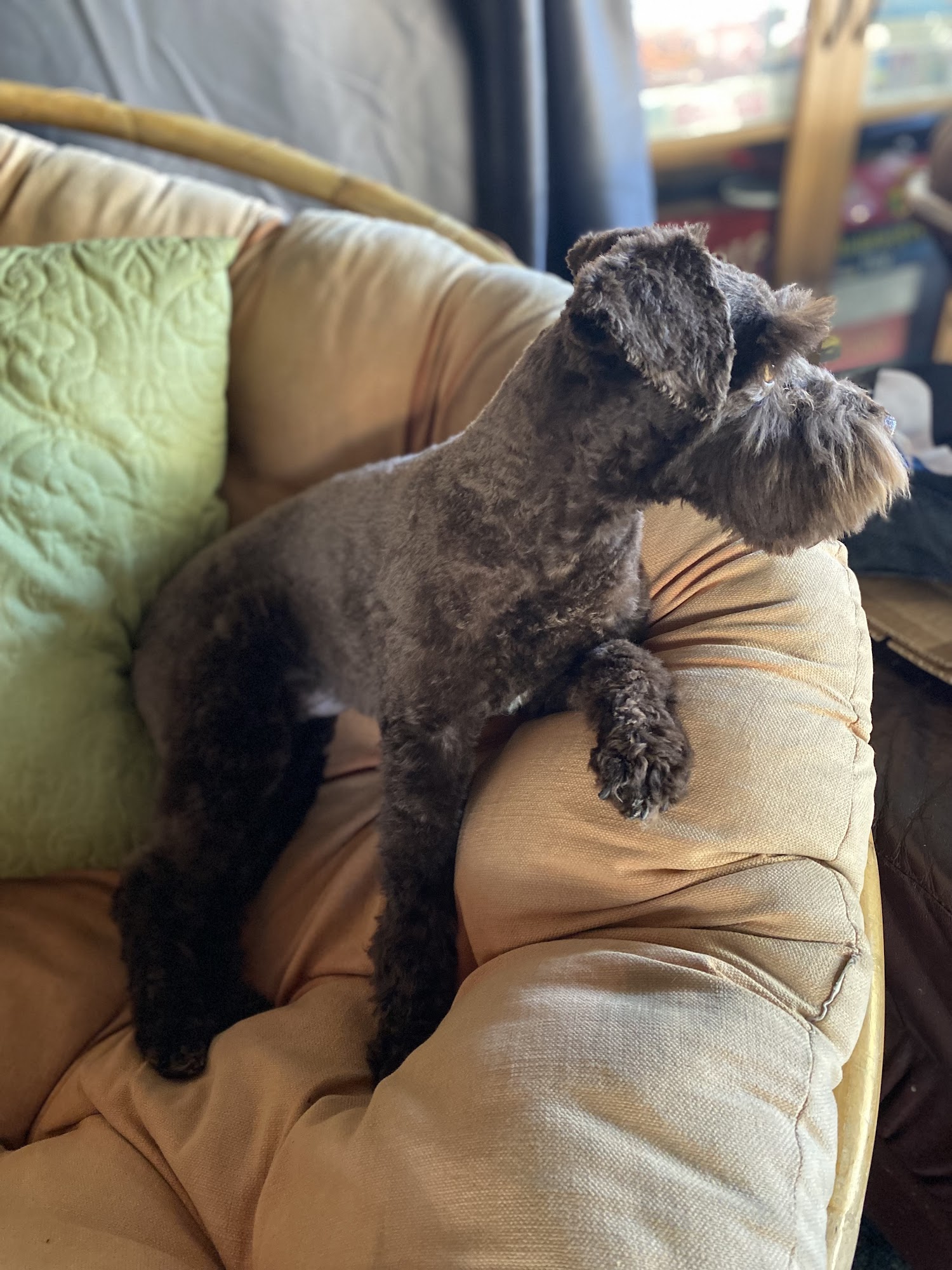 Doggie Salon Anaheim