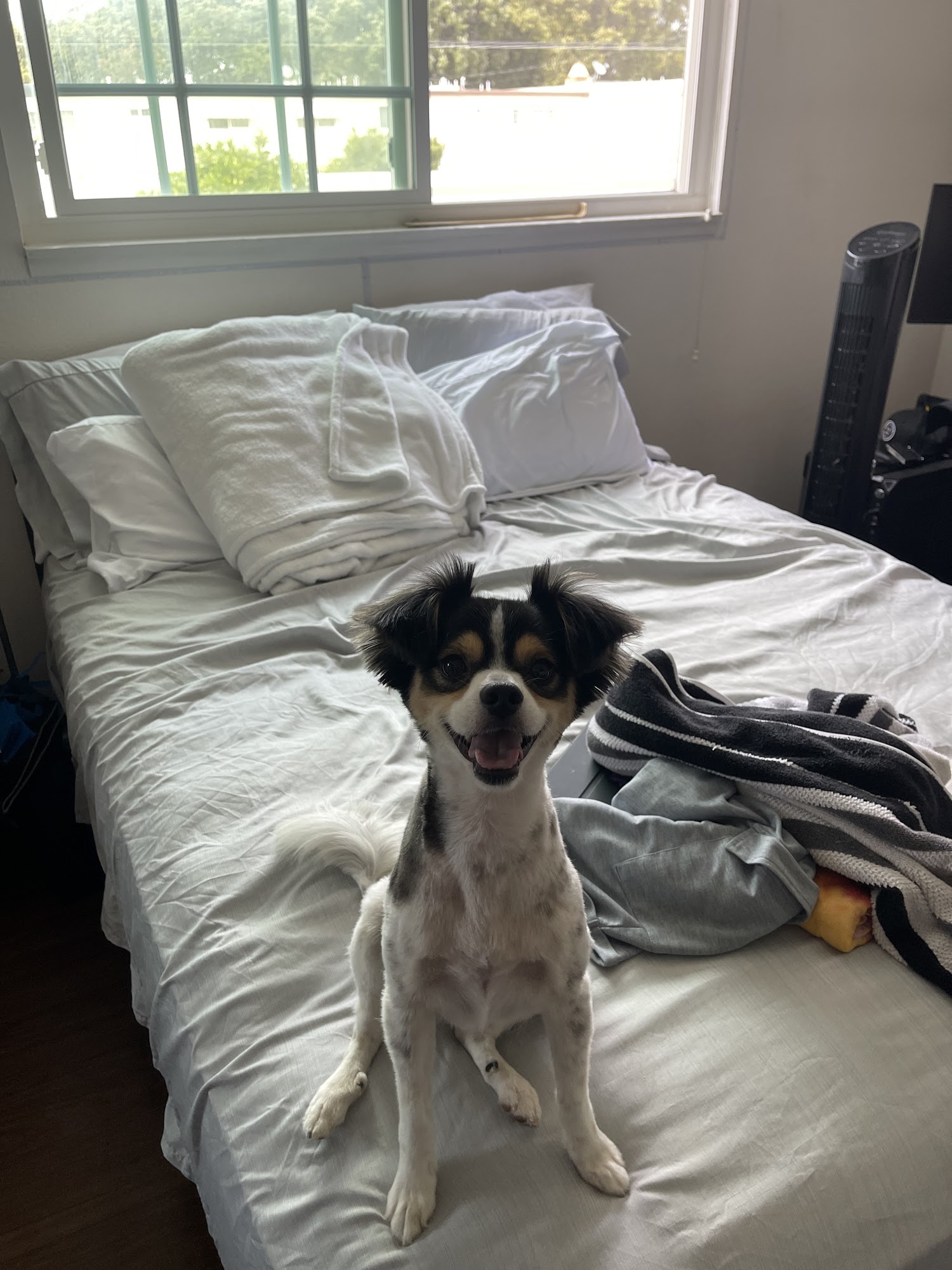 Doggie Paradise Anaheim