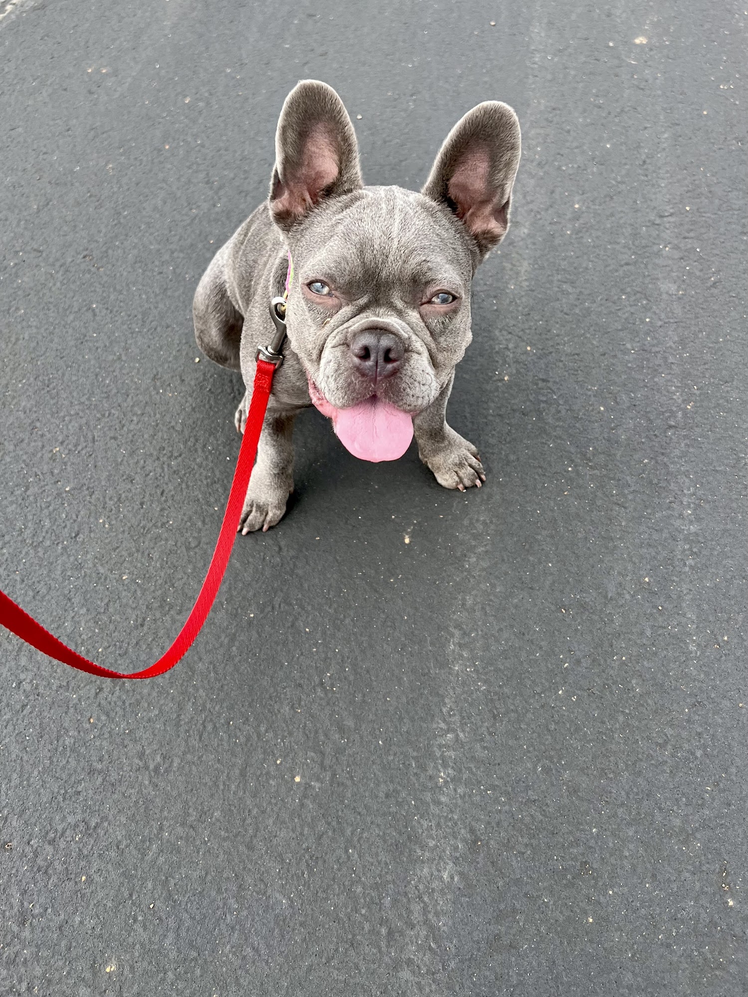 Pawsitive Training Center Anderson