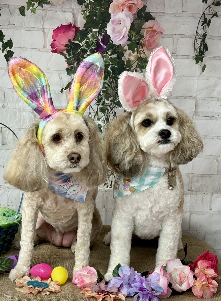 Jeni's Advanced Grooming Anderson