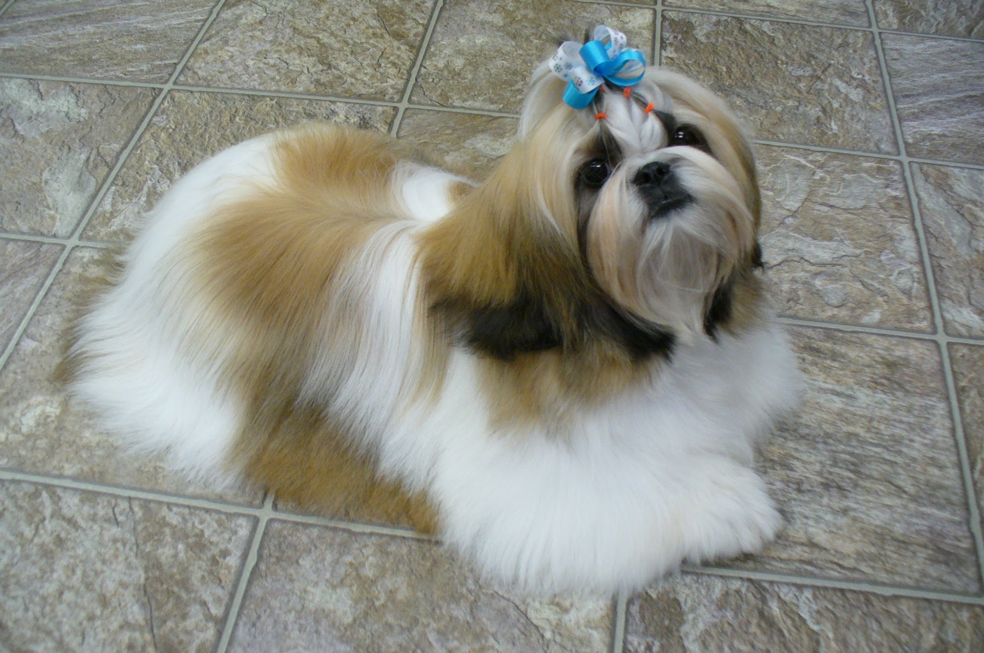 Shampoodles Grooming Anderson