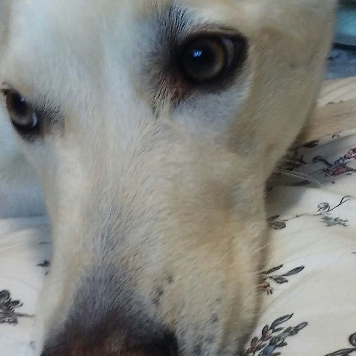 Woof Training Anderson