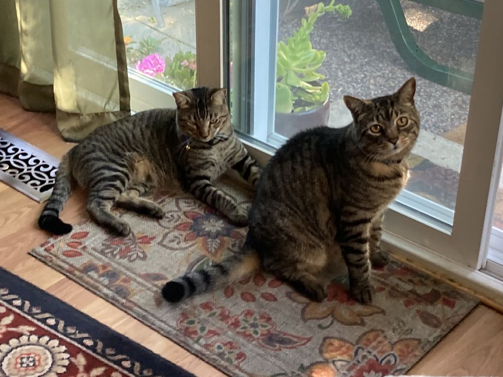 Encina Vet Clinic Inc Antioch