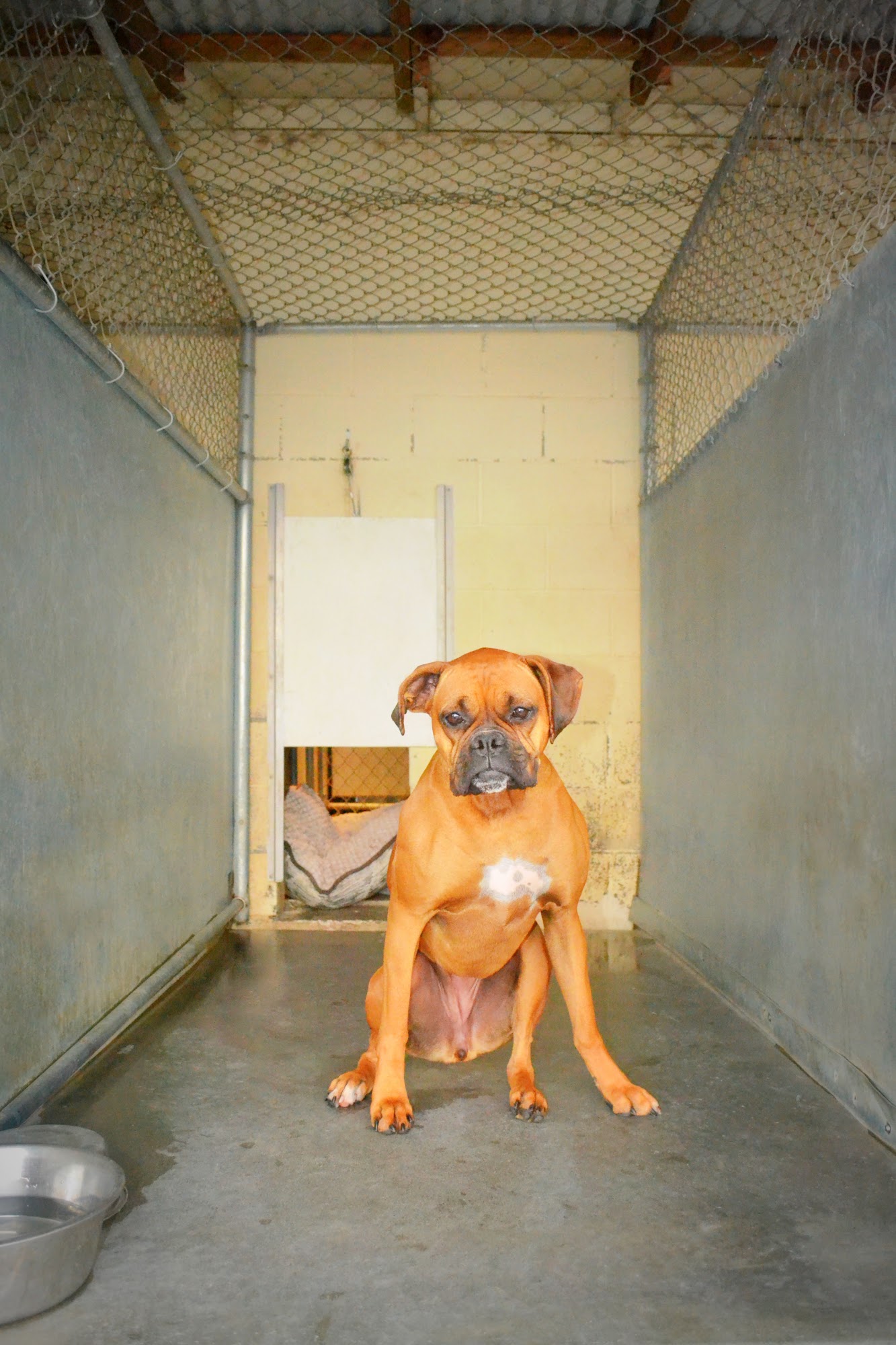 VIP Boarding & Daycare Arcata