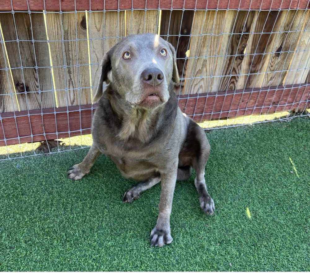 Springdale Pet Ranch Arroyo Grande