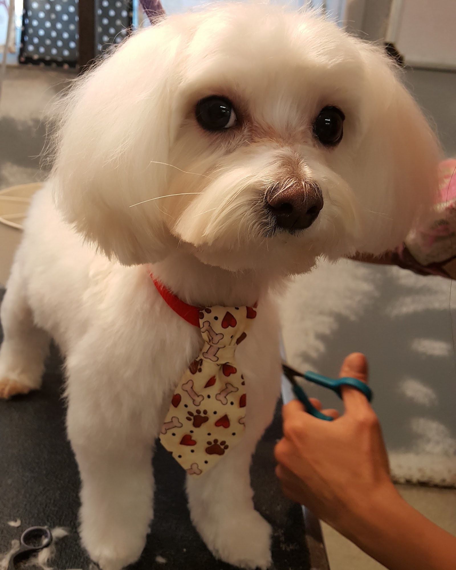 Diamond In The Ruff House Pet Salon Atwater