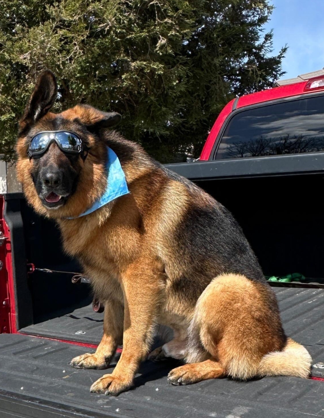 Doggie Do's Pet Salon Bakersfield