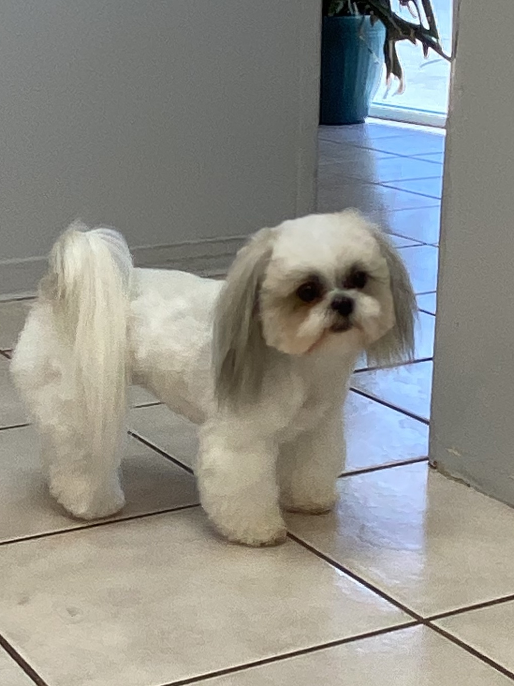 Karen's Furbabies Dog Grooming Bakersfield