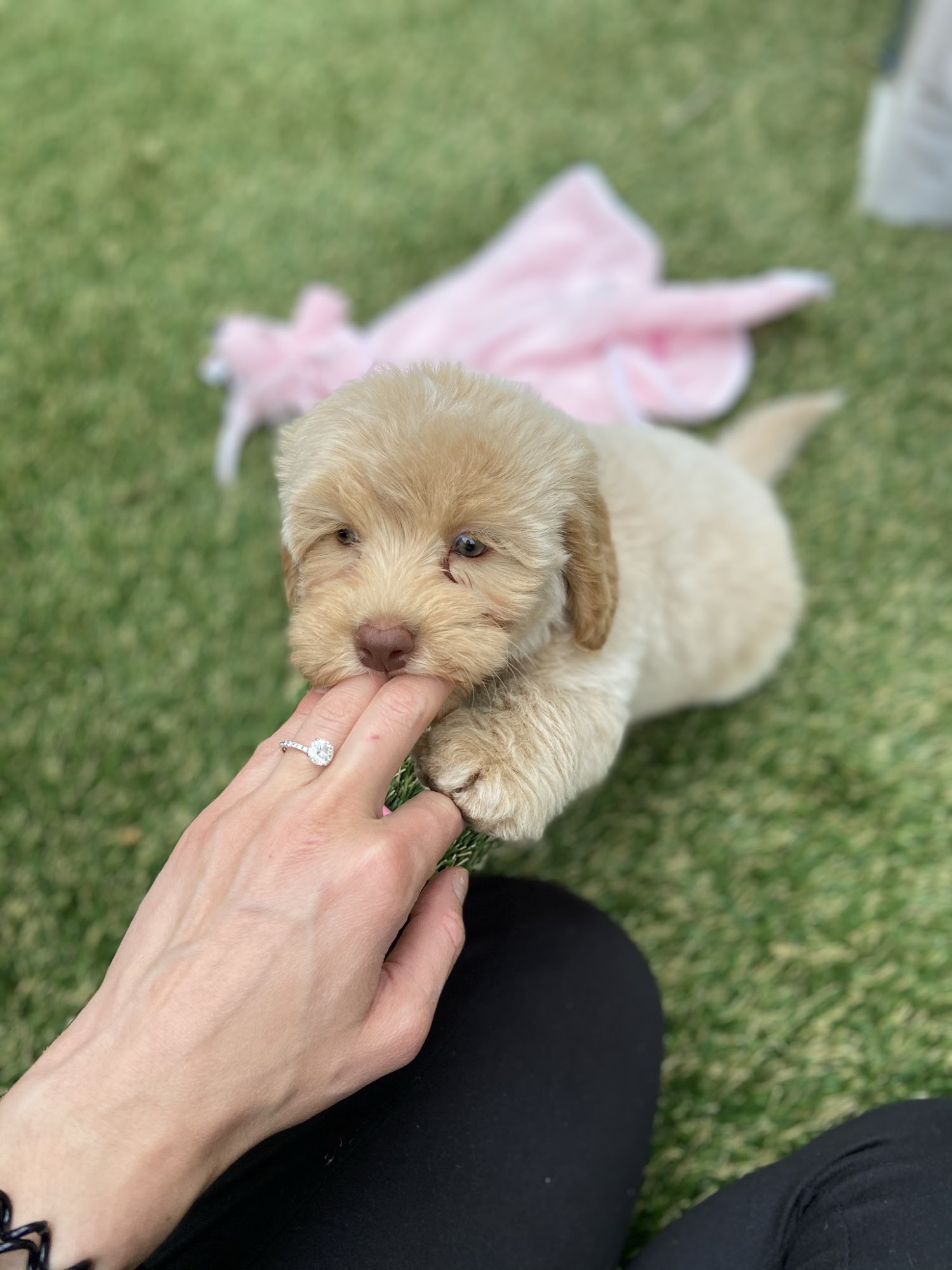 Hale's Pampered Pooch Bakersfield