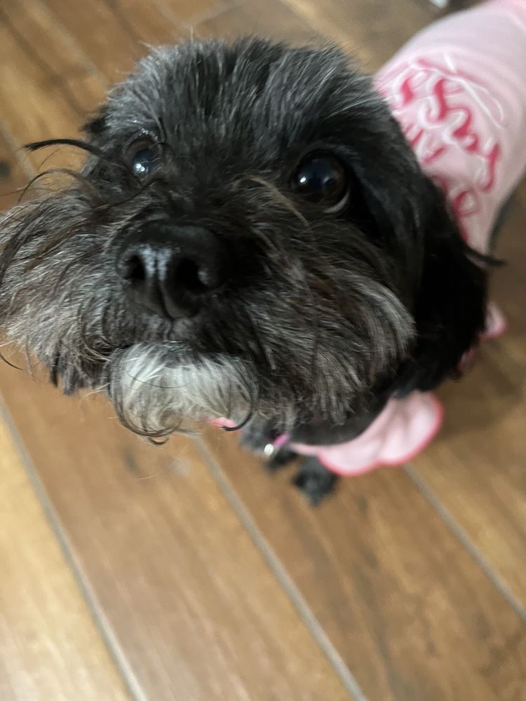 Fast And The Furriest Bakersfield