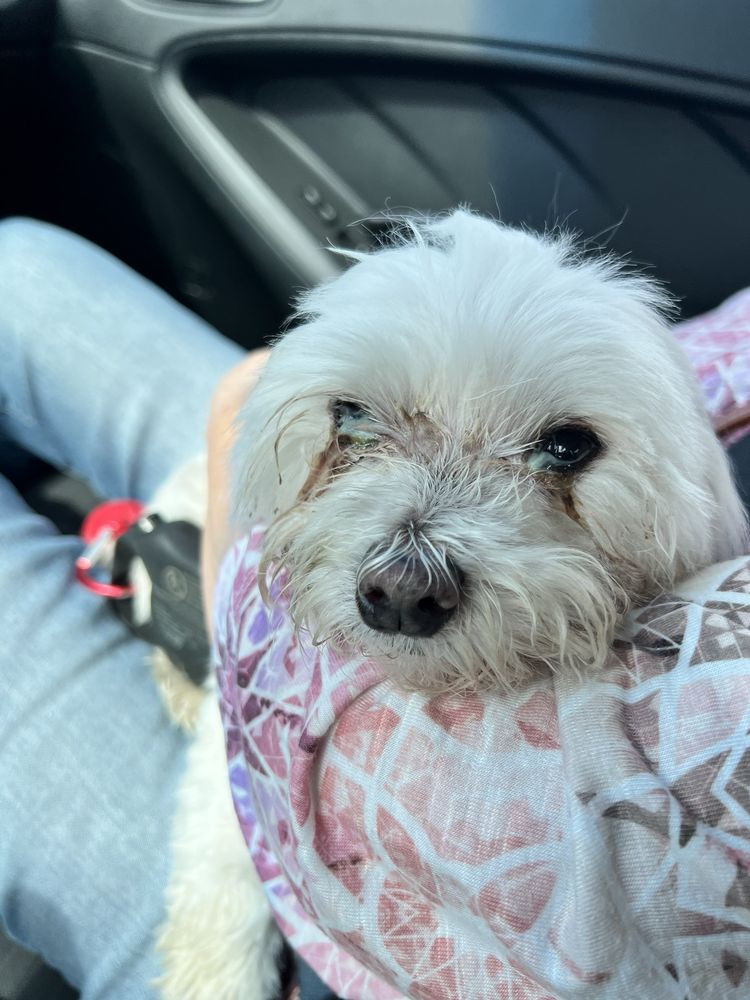 Sczyr's Kennel & Cattery Bakersfield