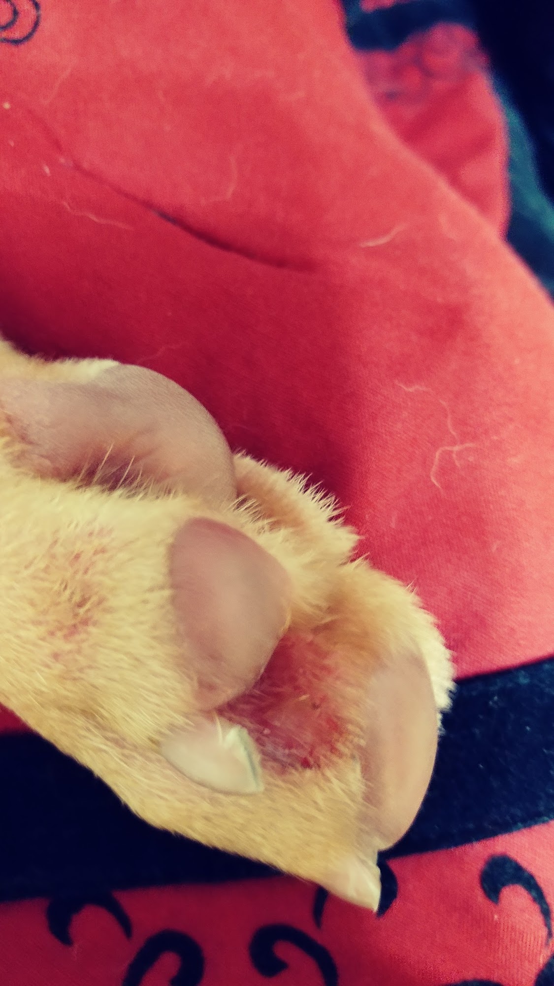 Cowen's Pet Resort Bakersfield