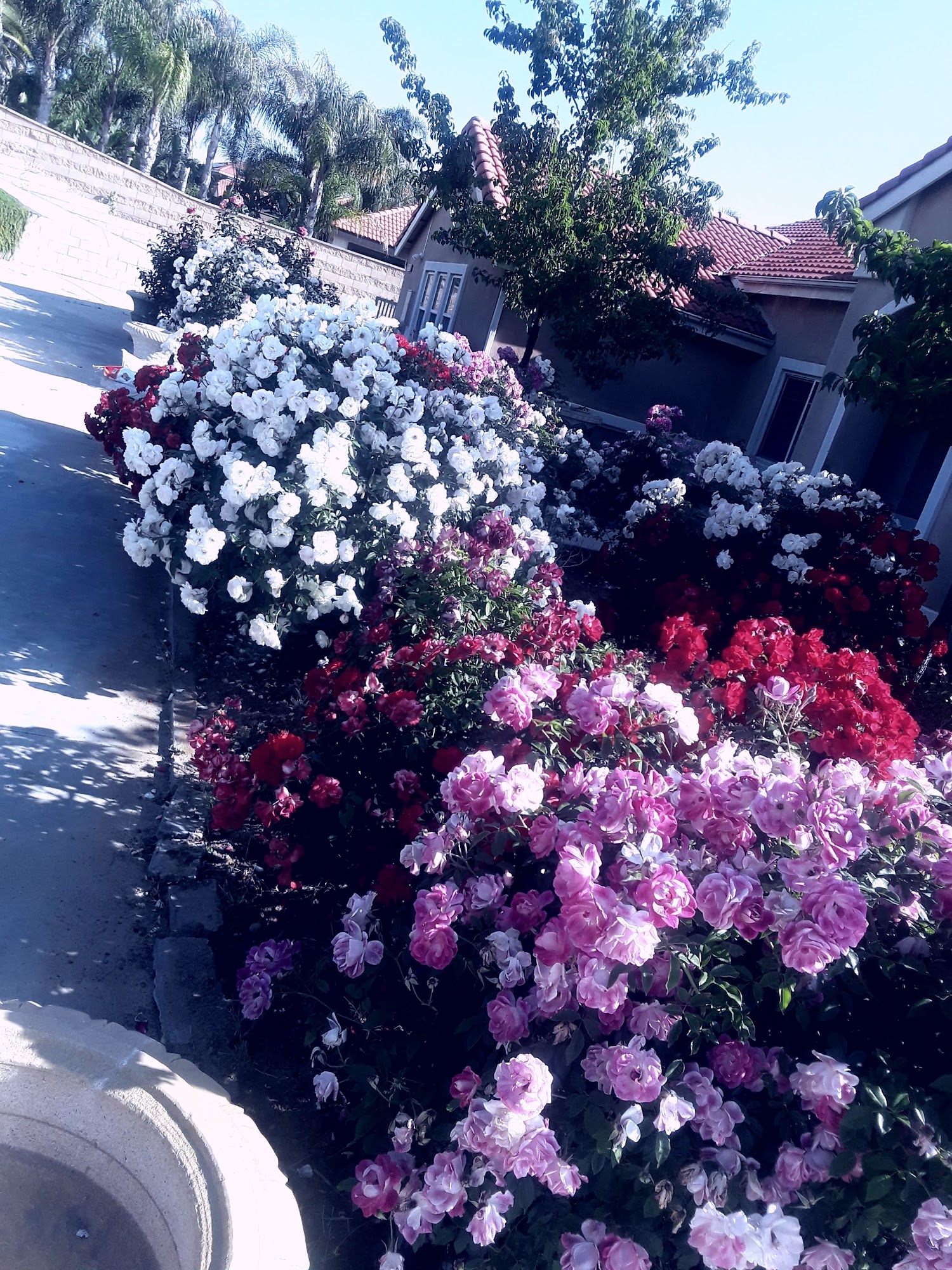 LFR Landscape 12063 Pine St, Bloomington California 92316