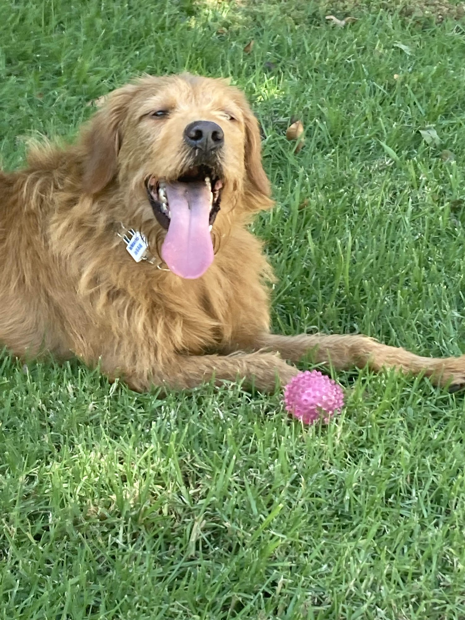 North County Canine Training 5352 Cam Jasmine, Bonsall California 92003