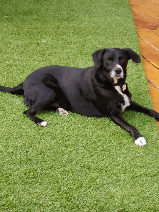 LUCKY DOG PET GROOMING , Brawley