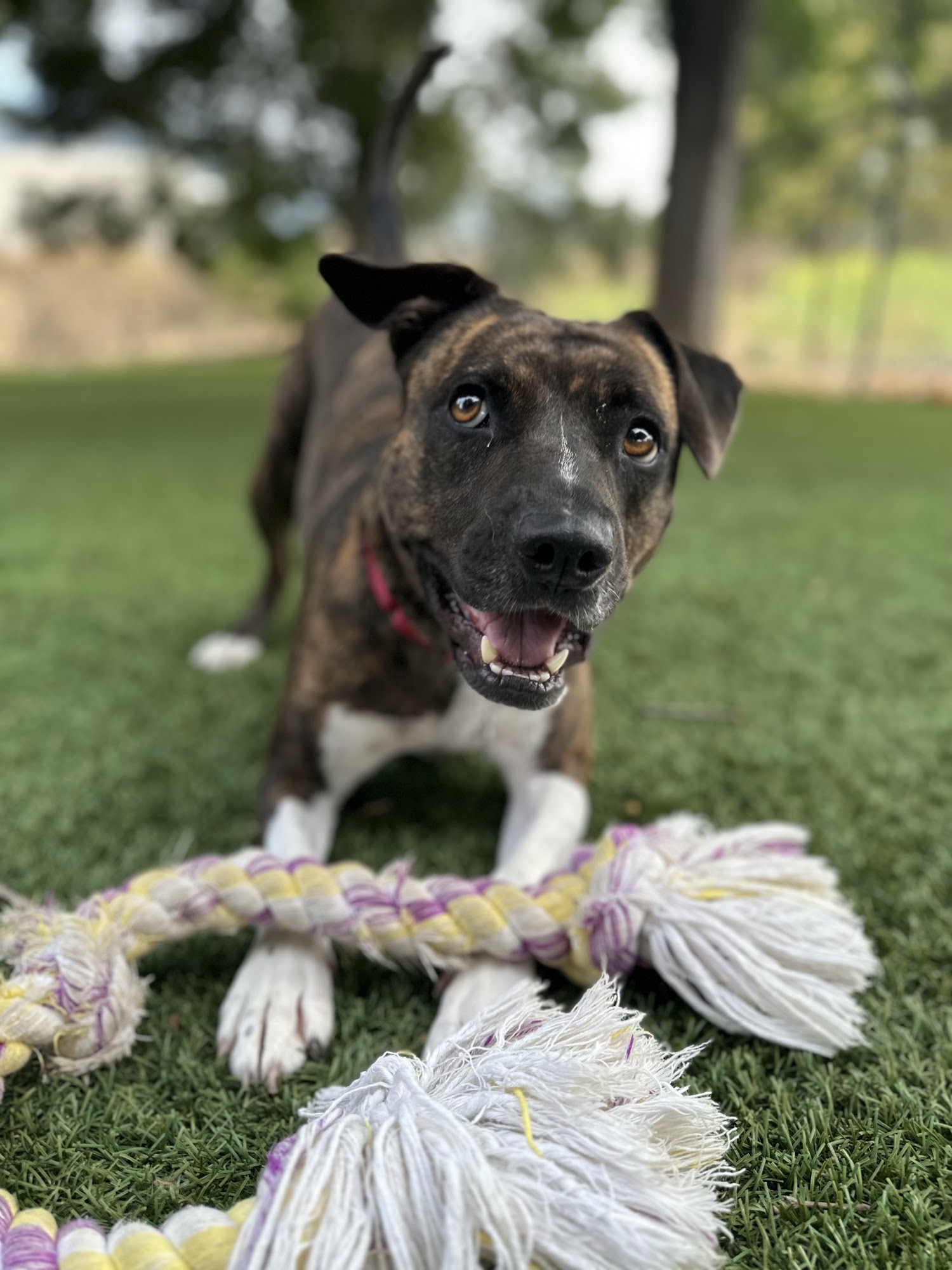 Santa Ynez Valley Humane Society in partnership with Dog Adoption and Welfare Group Buellton