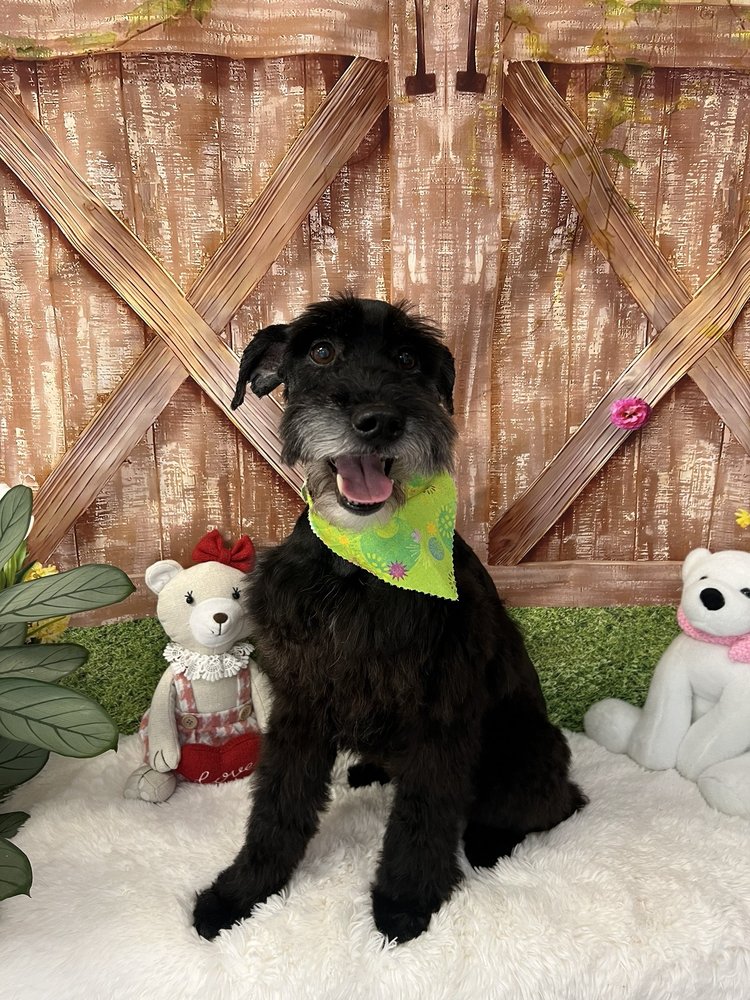 Doggy & Me Grooming Buena Park