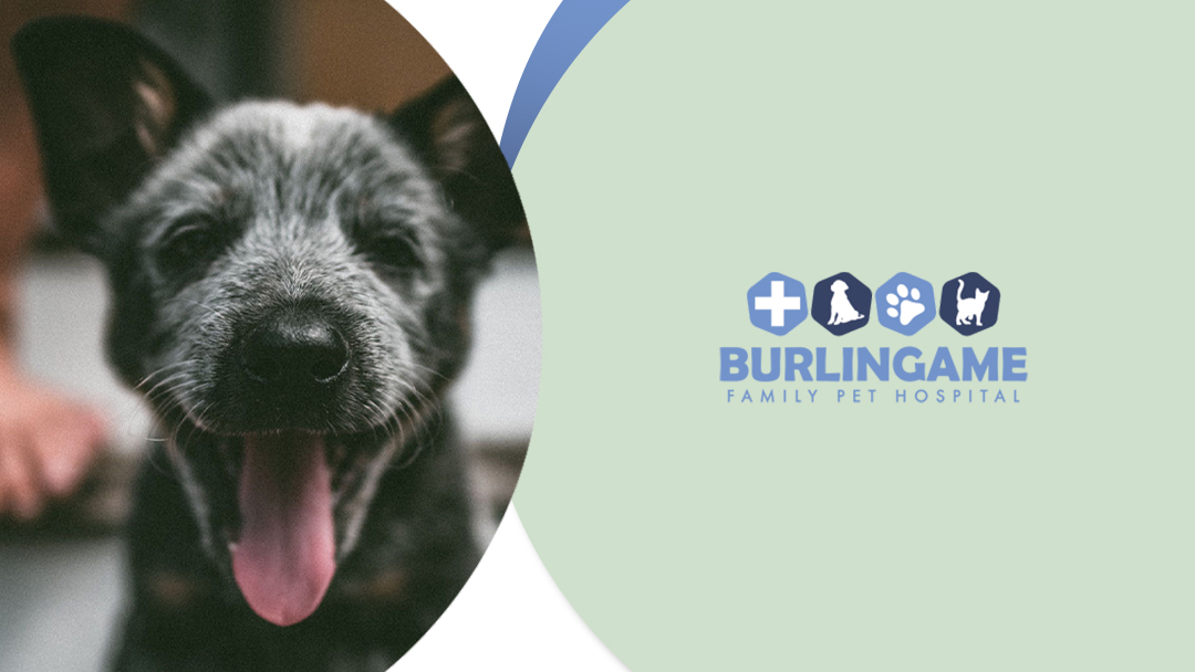 Burlingame Family Pet Hospital