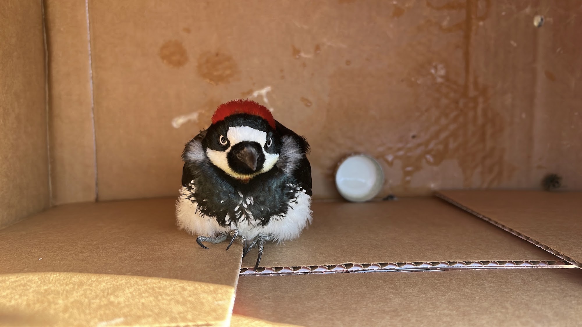 California Wildlife Center Calabasas