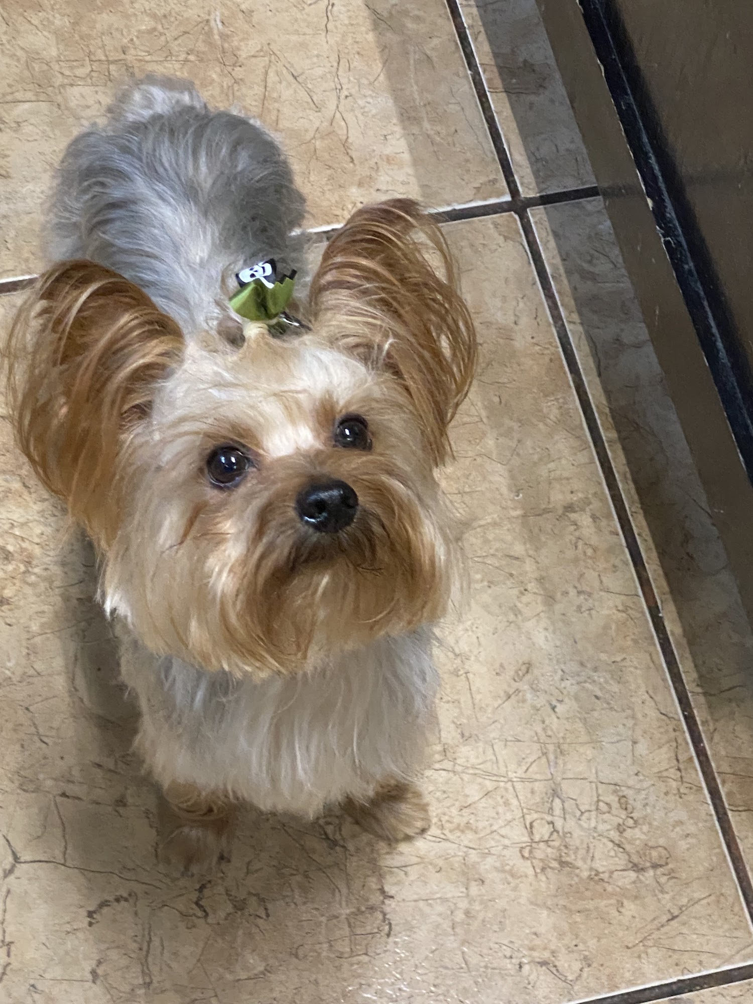 Desert Paws Calexico