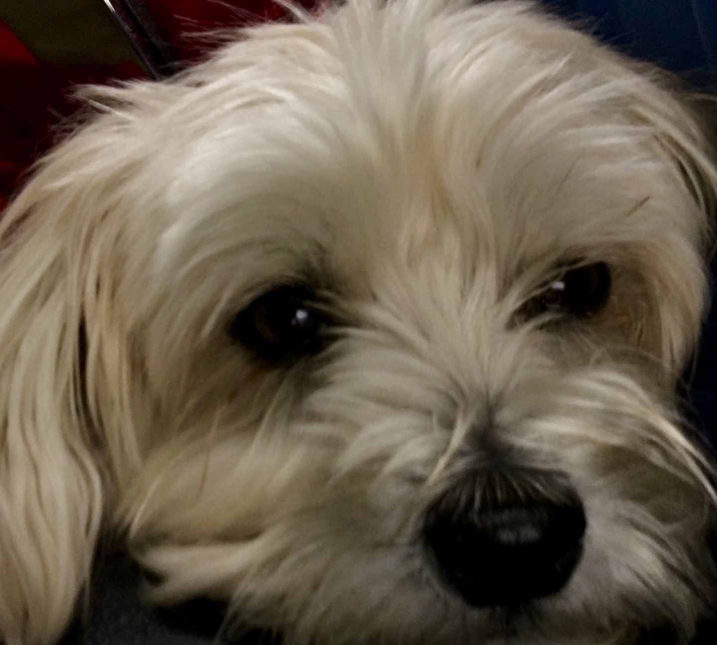 Animal Expressions Pro Pet Cambria