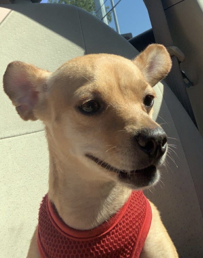 Canoga Pet Resort Canoga Park