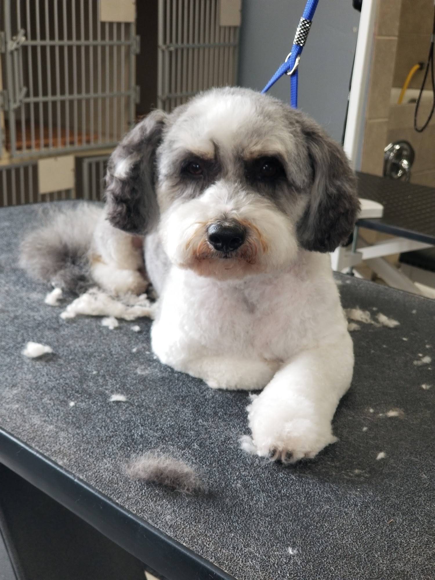 Muse Dog Spa Carlsbad