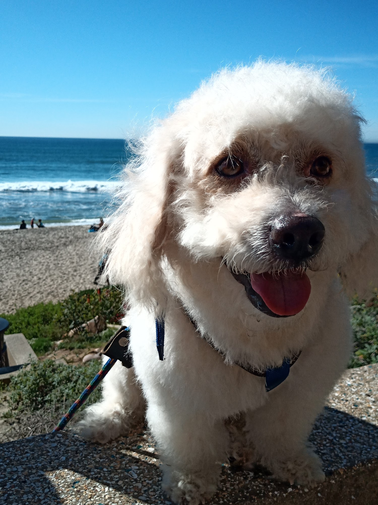 Fur Real Pet Grooming Carlsbad