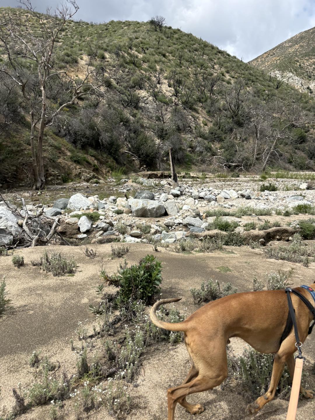 Bone 2B Wild Dogs day care, boarding, & training 28280 San Martinez Grande Canyon Rd, Castaic California 91384