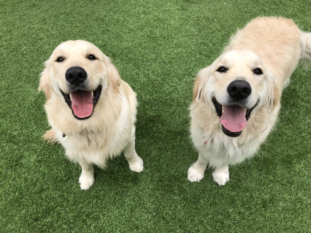 Club K9 Castro Valley