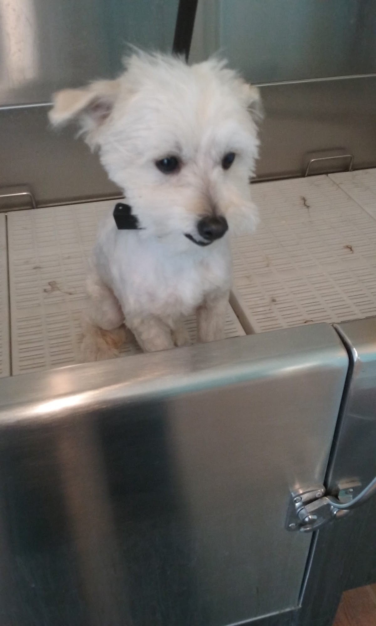 Bark N Brush Cathedral City