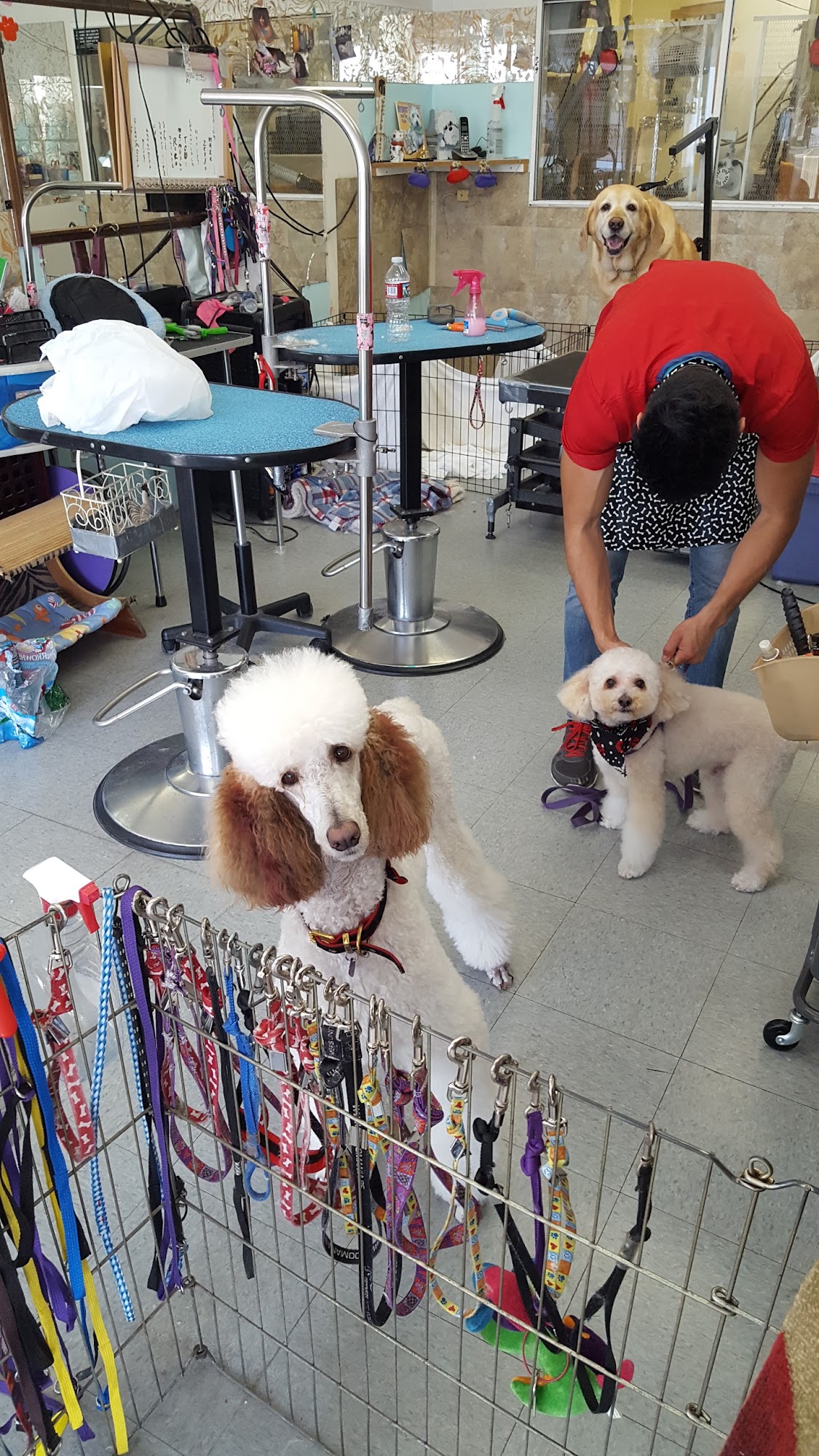 K M Dog Grooming Chula Vista