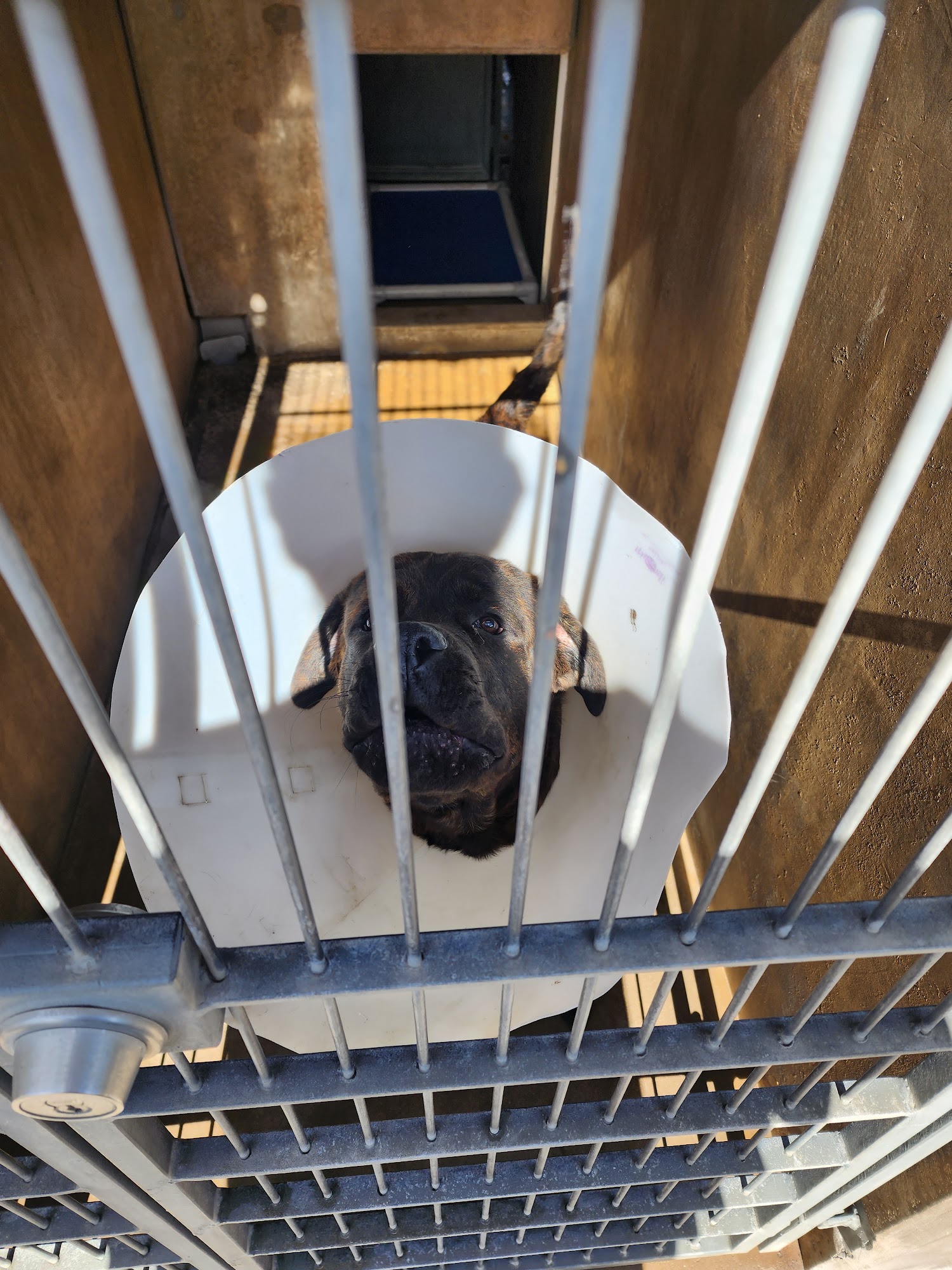 Chula Vista Animal Care Facility Chula Vista