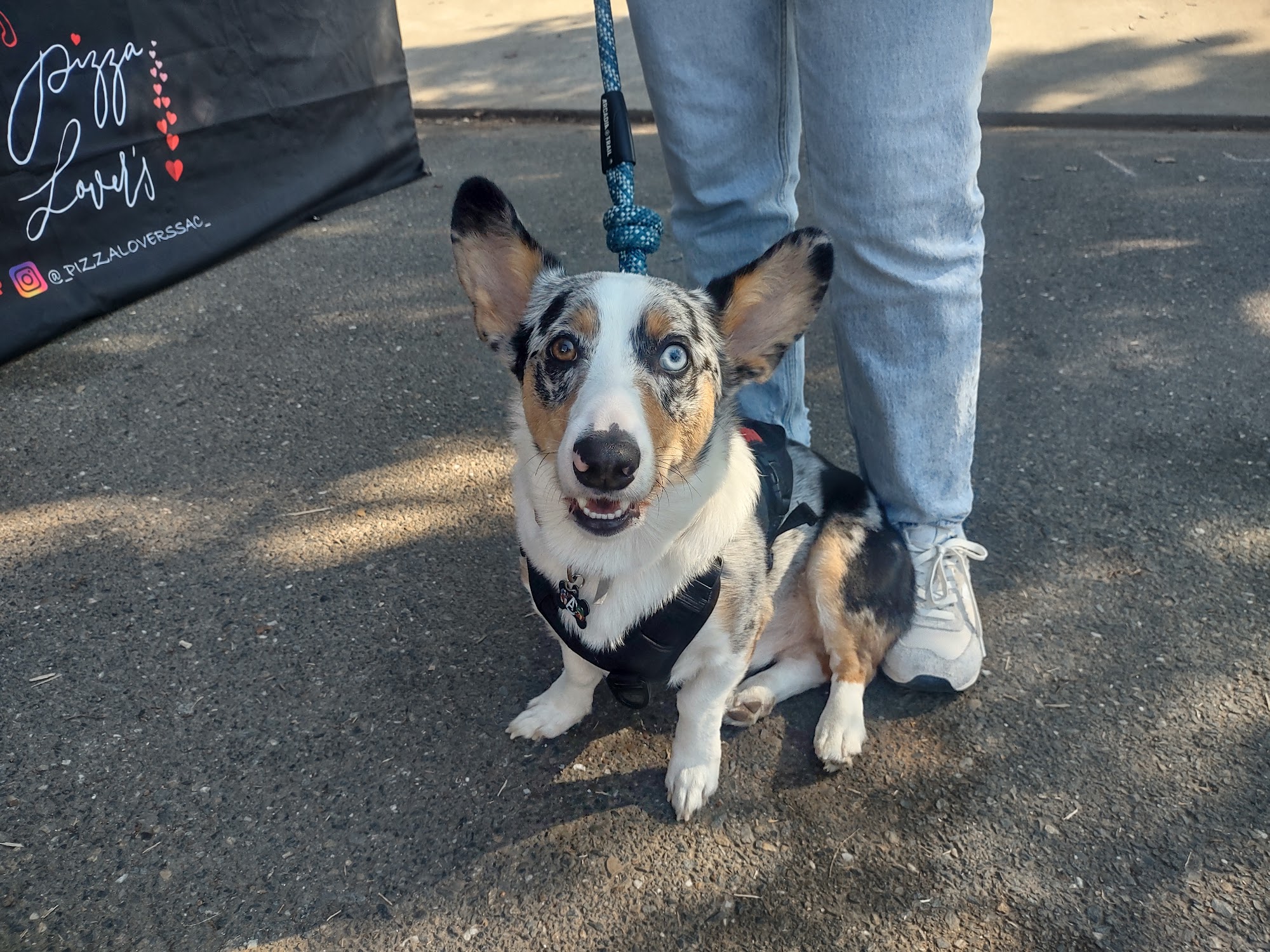 Poodle Nook Pet Grooming Citrus Heights