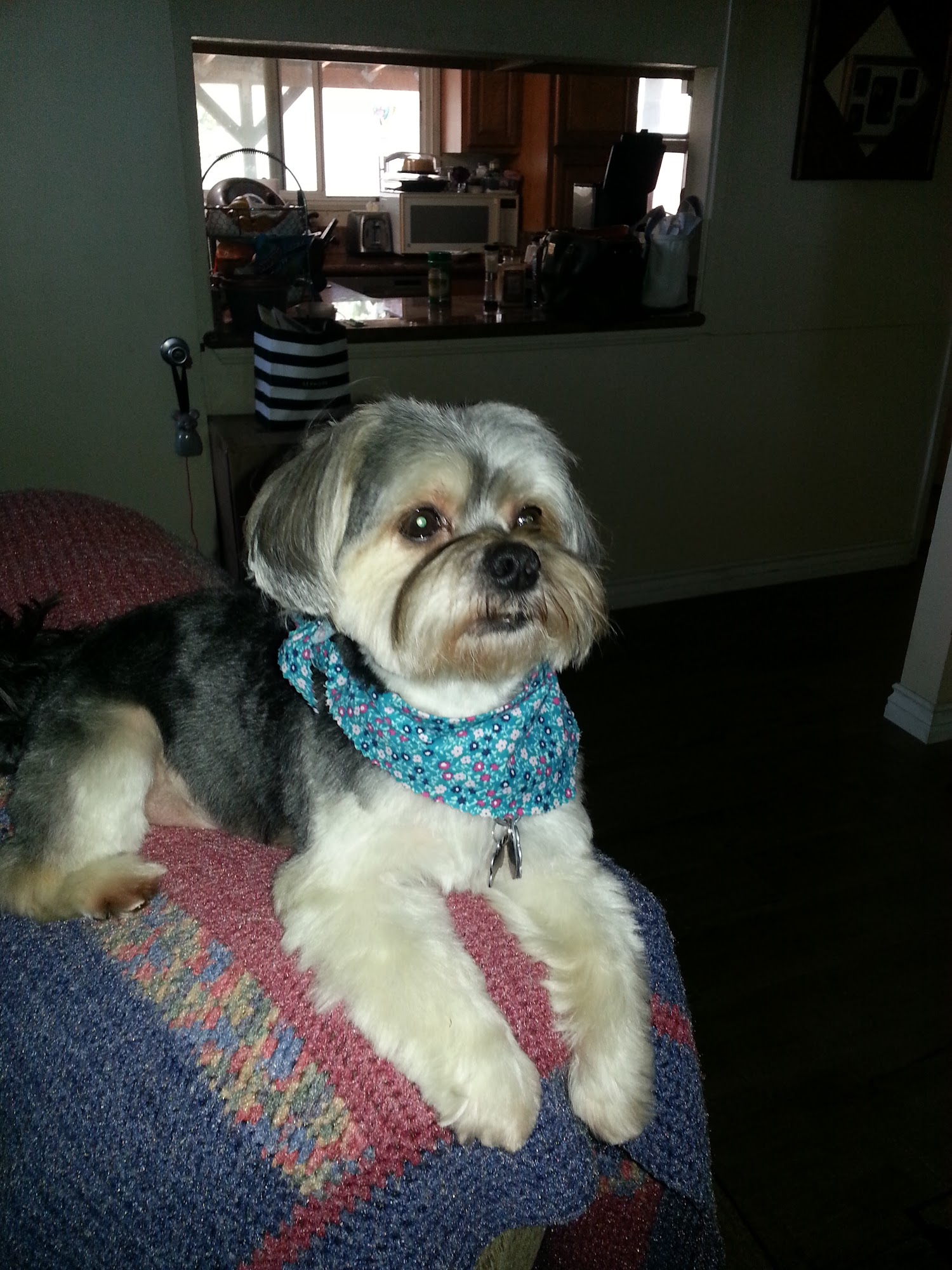 Michelle's Dog Grooming Claremont