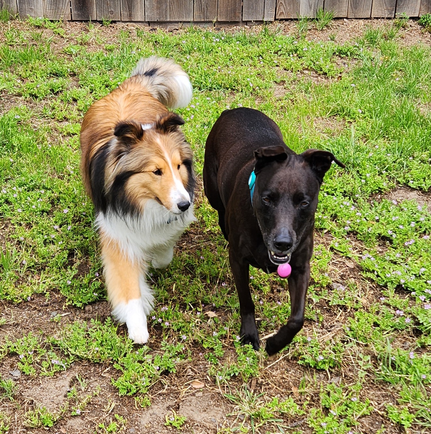 Good Dogs Pet Sitting LLC Cloverdale