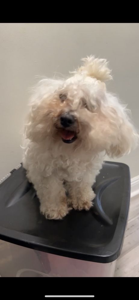 alexpetgroomingservice.com Compton