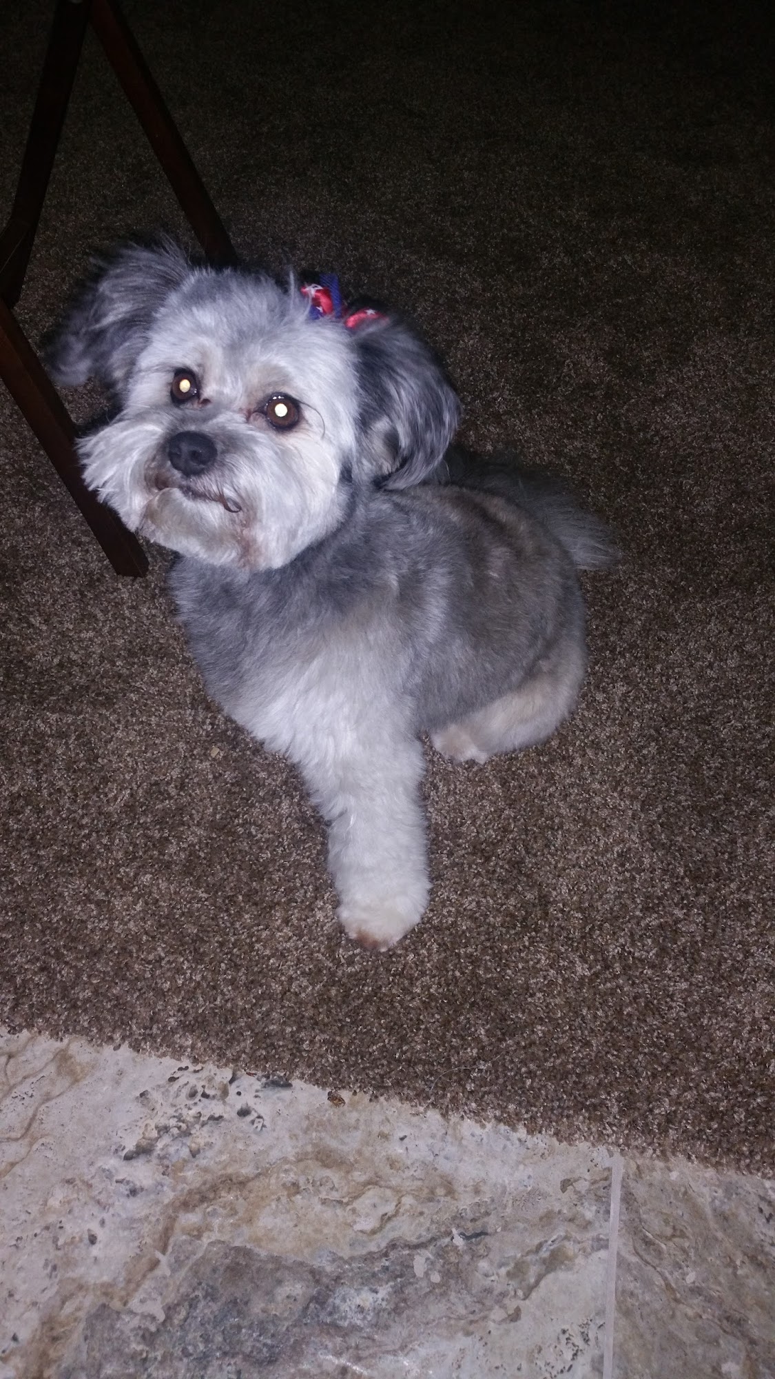 Patricia's Pretty Paws Corona