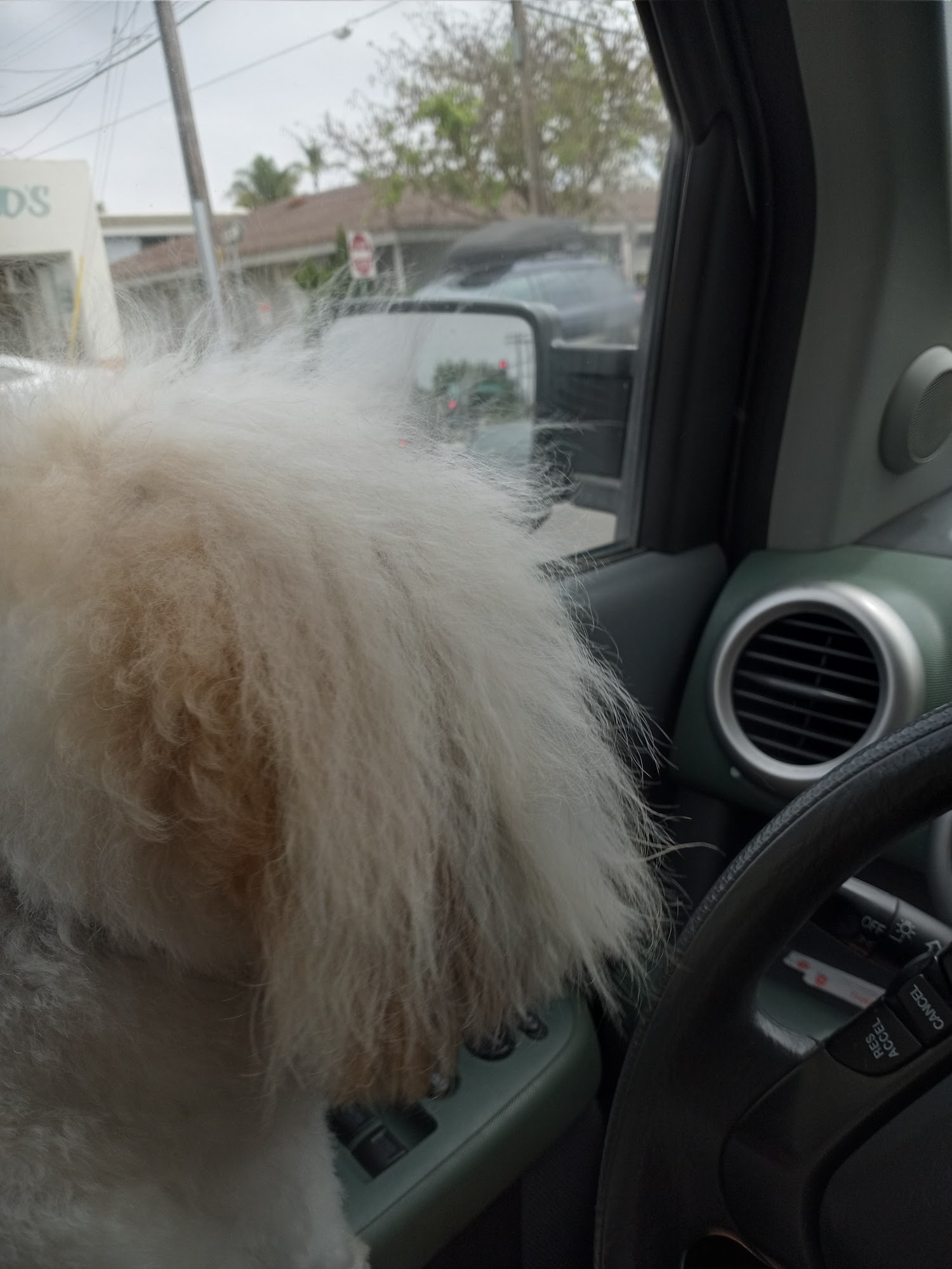 Pollyanna's Grooming Coronado