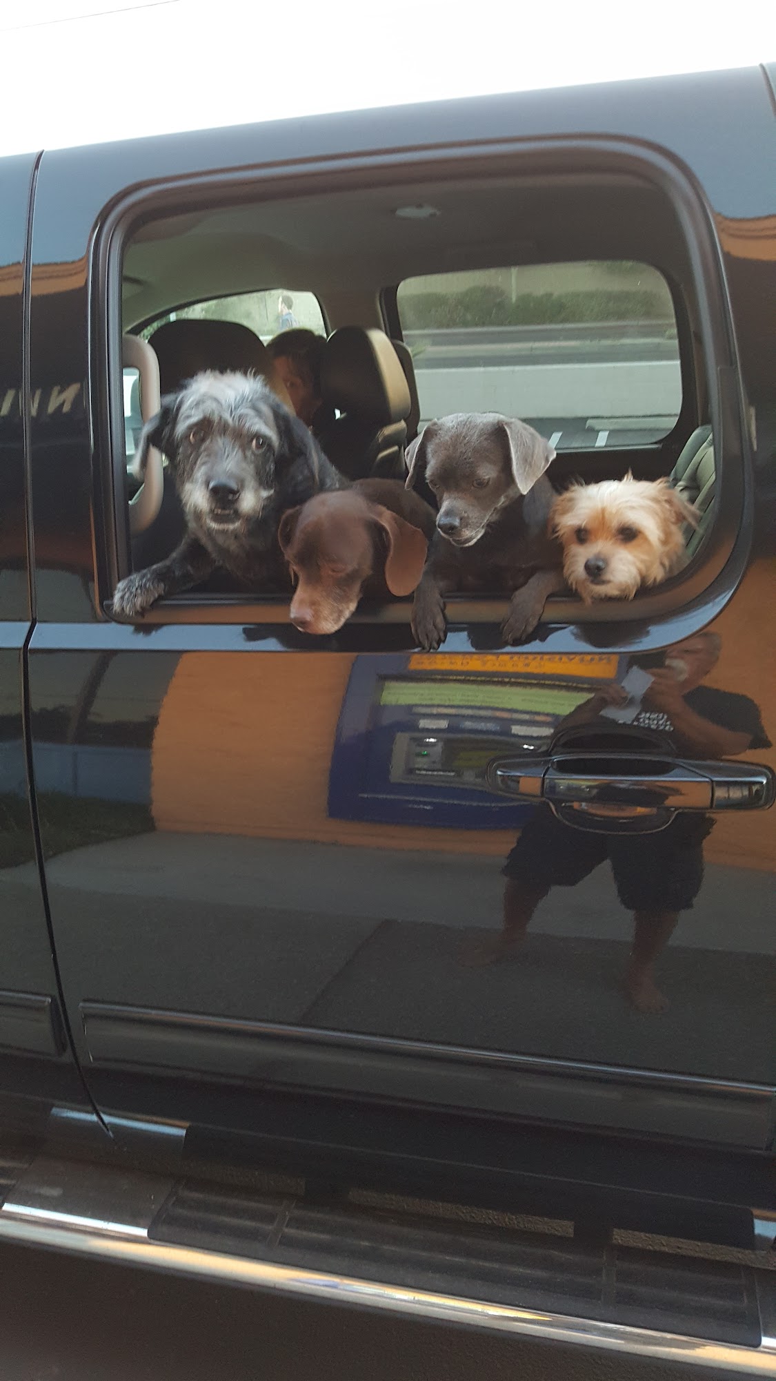 17th Street Dog Spaw Costa Mesa