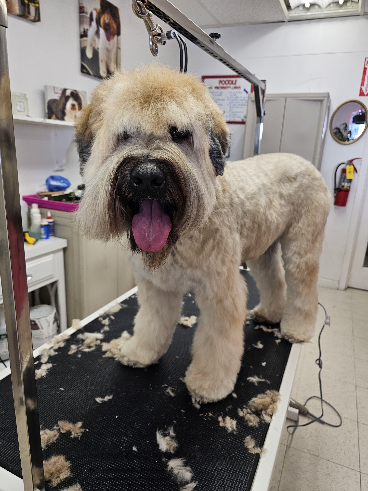 CDM Dog Grooming Costa Mesa